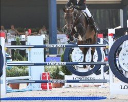 jumper Niko (German Sport Horse, 2013, from Numero Uno)