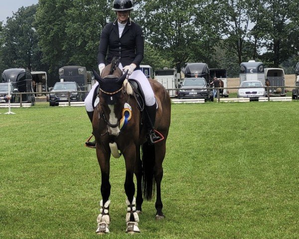 Springpferd Quite Easy 18 (Mecklenburger, 2017, von Qualify)
