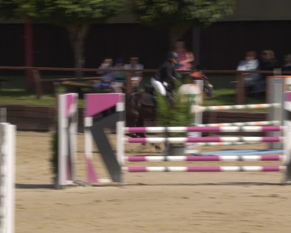 Reitturnier Schönfeld 2025
