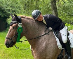 Dressage horse Ede 15 (Hungarian Warmblood, 2018)