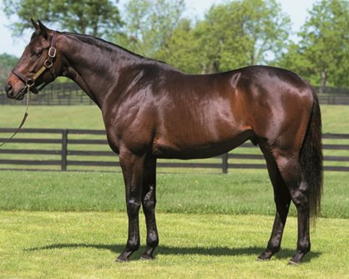 Stallion Brilliant Speed xx (English Thoroughbred, 2008, from Dynaformer xx)