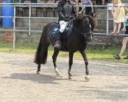 dressage horse Holly (Pony without race description, 2020)