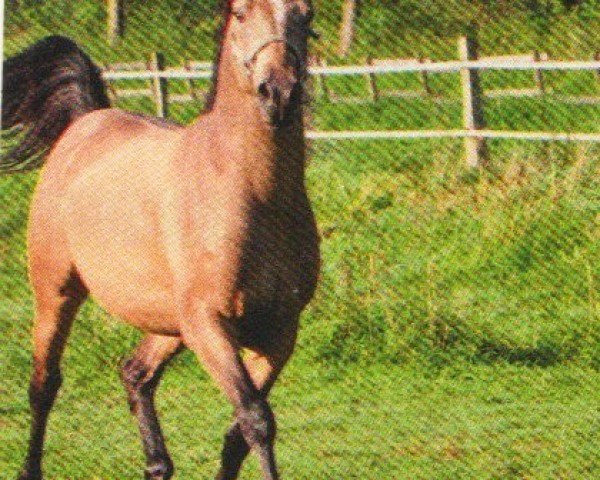 horse Dr. Jackson (German Riding Pony, 2009, from Danny Gold)