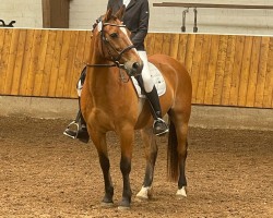 dressage horse Lucky (Haflinger Mix, 2001, from Lord)