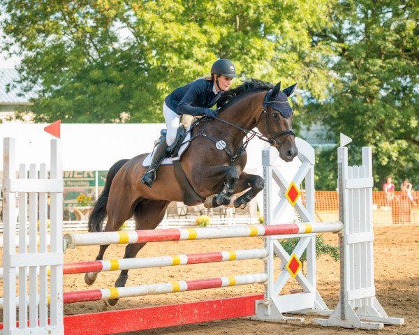 jumper Sady 7 (Hanoverian, 2006, from Salito)