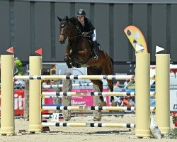 jumper Air Jordan Hwg (Belgian Warmblood, 2017)