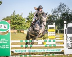 jumper Calisto B (German Sport Horse, 2019, from Cloud number nine)