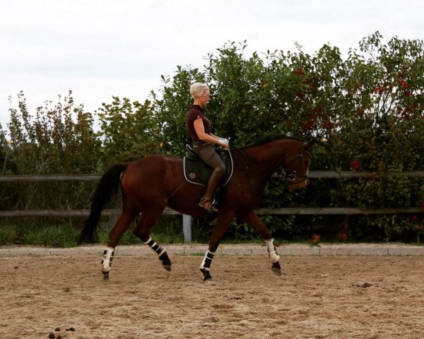 Pferd Rudi (Trakehner, 2013, von Osharin's Peron)