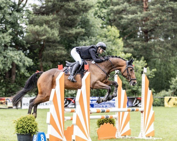 jumper Arena (Westphalian, 2018, from Arezzo VDL)