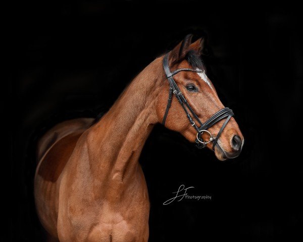 horse Cookie Dough 13 (German Sport Horse, 2018, from Ciacomo)
