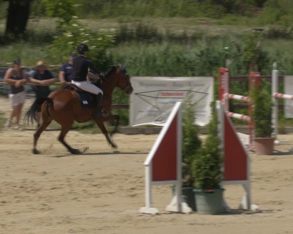 Reitturnier Schönfeld 2025