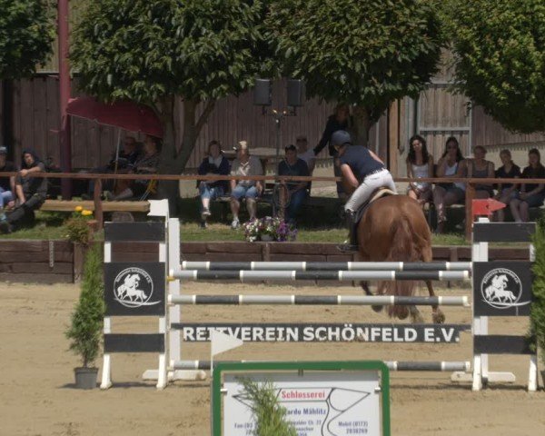 Reitturnier Schönfeld 2025