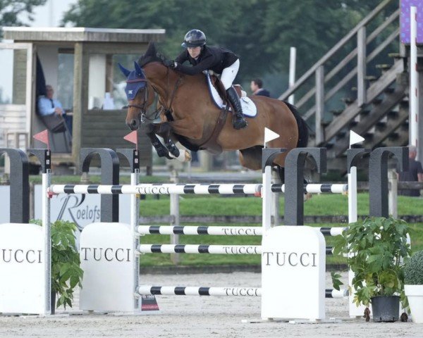 jumper Lewis Pk (KWPN (Royal Dutch Sporthorse), 2016, from Gaspahr)