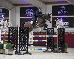 jumper First Fidelity 2 (Oldenburg show jumper, 2017, from Fire And Ice J)