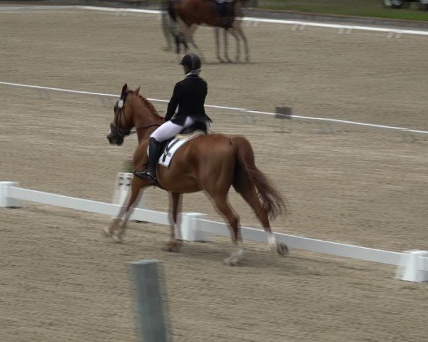 Reitturnier Maienfeld 2025