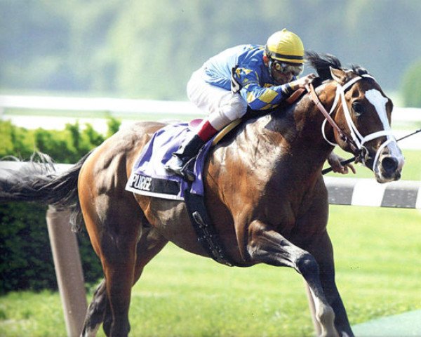stallion Purge xx (Thoroughbred, 2001, from Pulpit xx)