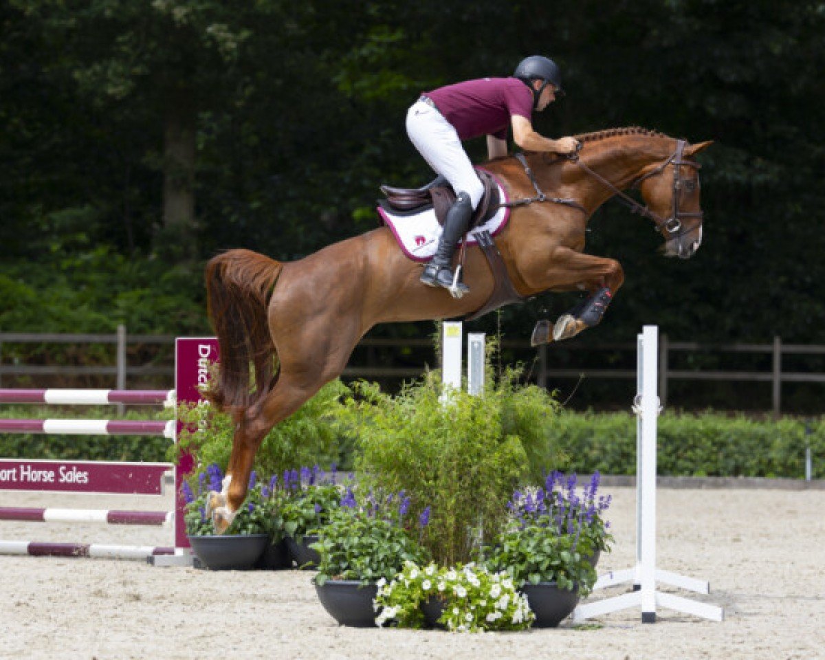 jumper B. Orly-Else Z (Zangersheide riding horse, 2019, from Brunetti 6)