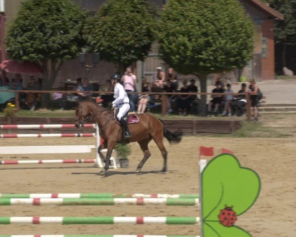 Reitturnier Schönfeld 2025