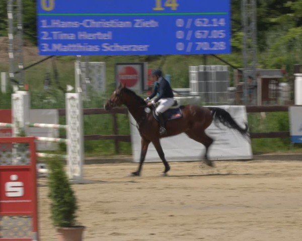 Reitturnier Schönfeld 2025