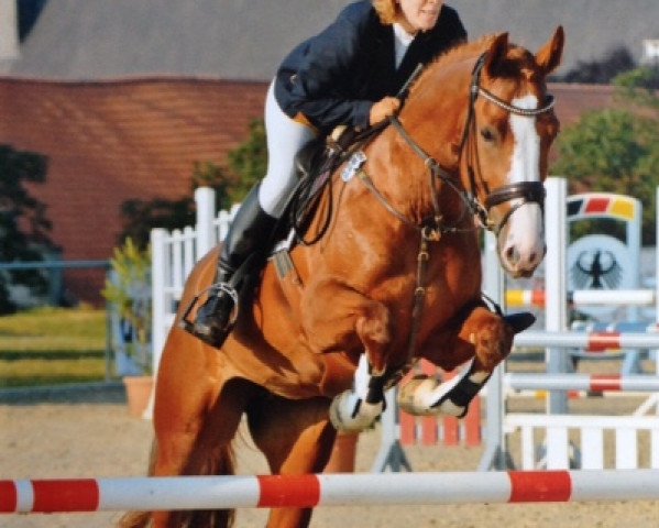 broodmare Cokita (Westphalian, 2010, from Camax L)