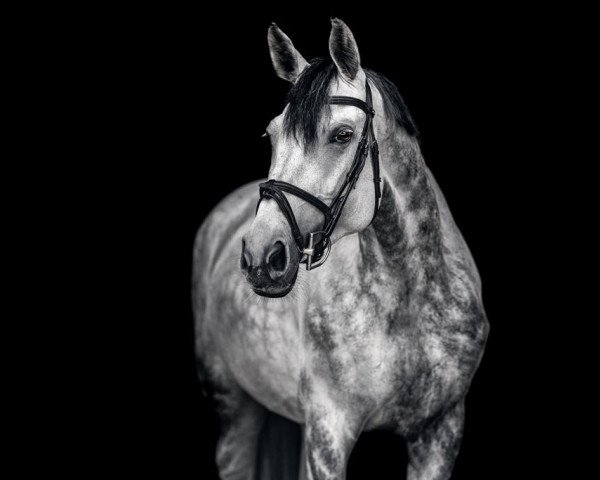broodmare Maleficent 4 (German Sport Horse, 2012, from Quick Amour GE)