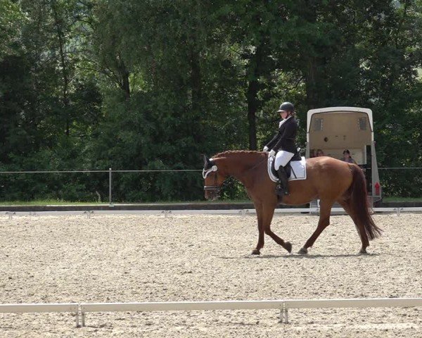 Reitturnier Maienfeld 2025