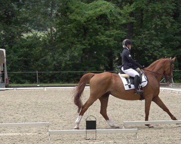 Reitturnier Maienfeld 2025