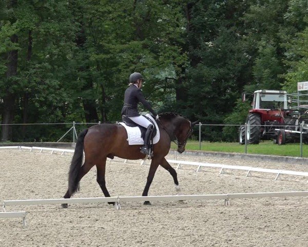 Reitturnier Maienfeld 2025