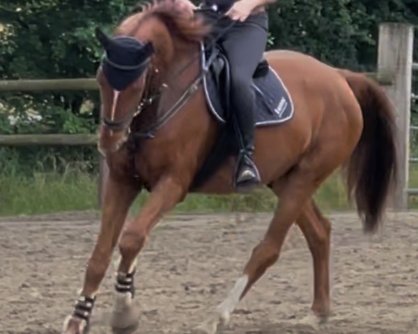 Springpferd Green wich (Deutsches Sportpferd, 2019, von Goldfever 3)