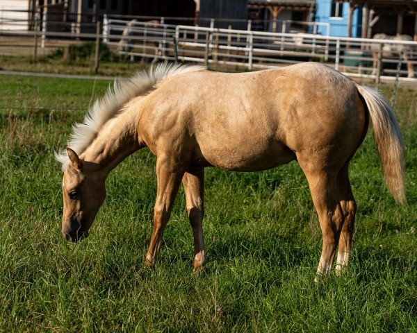 Pferd Smart Dressed Spook (Quarter Horse, 2024)
