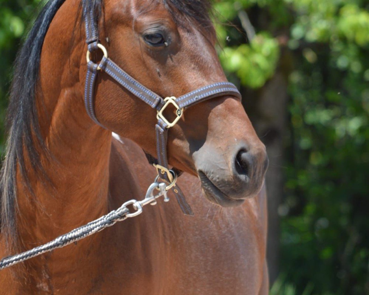 horse Spot (Paint Horse, 2023)