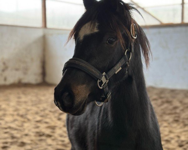 Pferd Hengst von Hilgenroths Der kleine Earl / Lady's Wise Guy (Deutsches Reitpony, 2022, von Der kleine Earl)