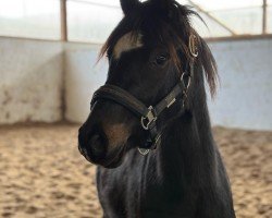 horse Hengst von Hilgenroths Der kleine Earl / Lady's Wise Guy (German Riding Pony, 2022, from Der kleine Earl)