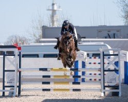 jumper Quincy 264 (German Sport Horse, 2020, from Quint)