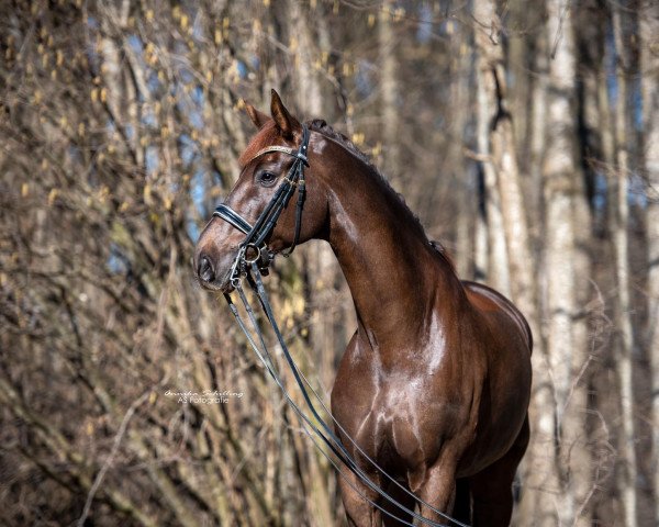 dressage horse Rock Romantic (Oldenburg, 2012, from Rockefeller)