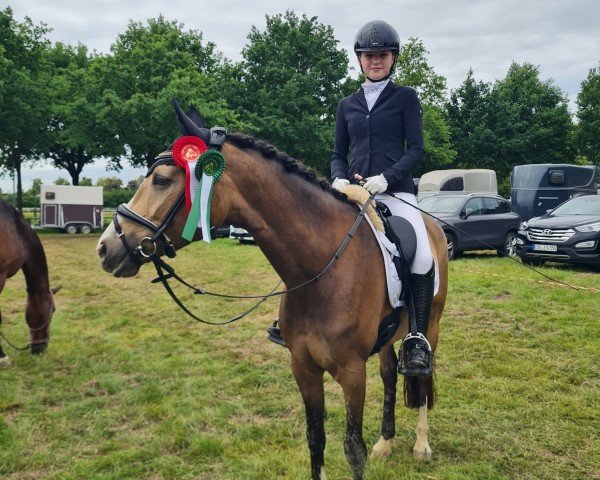dressage horse Alaska Lotta's Traum (German Riding Pony, 2017, from Adoro)