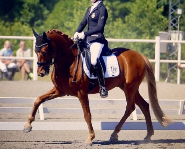 dressage horse Drink Pink (German Riding Pony, 2008, from FS Don't Worry) dressage horse Drink Pink (German Riding Pony, 2008, from FS Don't Worry)