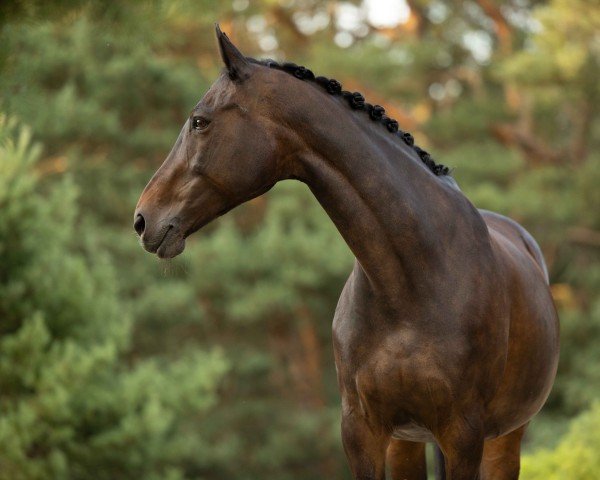 Dressurpferd Bela P (KWPN (Niederländisches Warmblut), 2006, von Kreator xx)