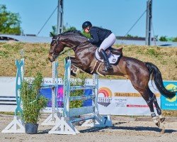 jumper Par Excellence 23 (Hanoverian, 2018, from Perigueux)