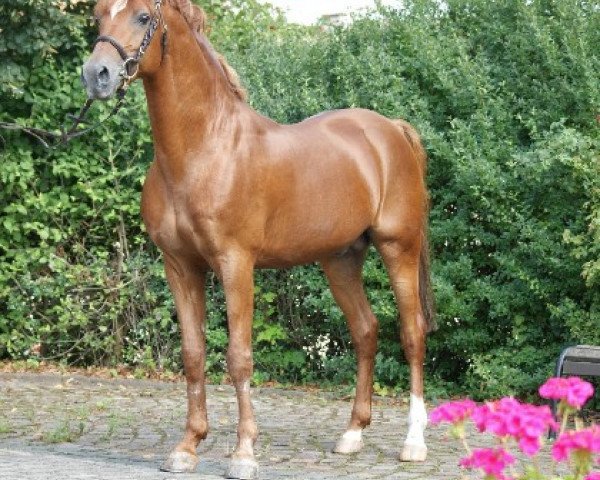 Deckhengst Molenhorn's Pasja (Nederlands Welsh Ridepony, 1992, von Anjershof Rocky)