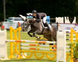 jumper Cashmir's kleiner Prinz (Hanoverian, 2009, from Cassus 2)