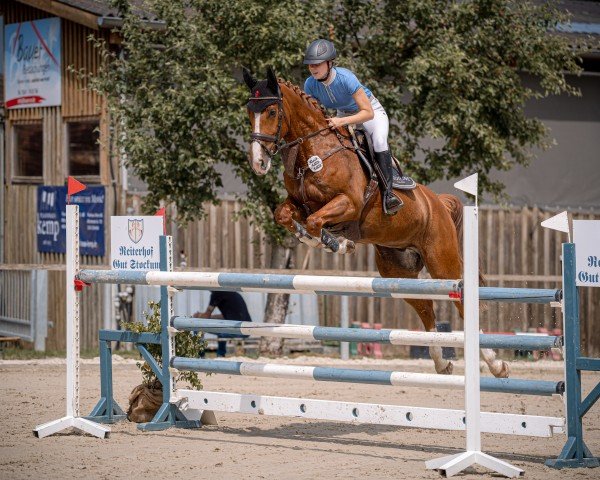 Springpferd Damiro (Westfale, 2020, von Doree van de Moskifarm)