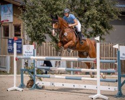 Springpferd Damiro (Westfale, 2020, von Doree van de Moskifarm)