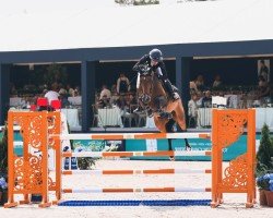 jumper Bubado (Swedish Warmblood, 2015, from VDL Bubalu)