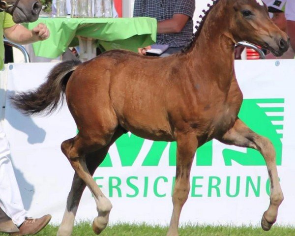 Dressurpferd Steverheides Nijinsky (Deutsches Reitpony, 2015, von Fs Numero Uno)