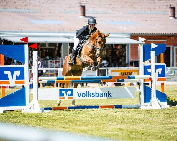 Zuchtstute Flying Diamond (Deutsches Reitpony, 2021, von Karat)