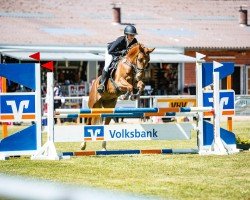 Zuchtstute Flying Diamond (Deutsches Reitpony, 2021, von Karat)