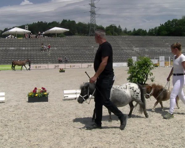 Fohlenschau Marbach 2025