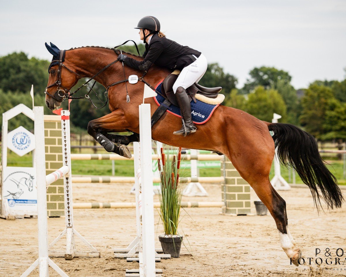 Springpferd Chakiro de Coeur (Deutsches Sportpferd, 2019, von Ab 19 Chepetto)