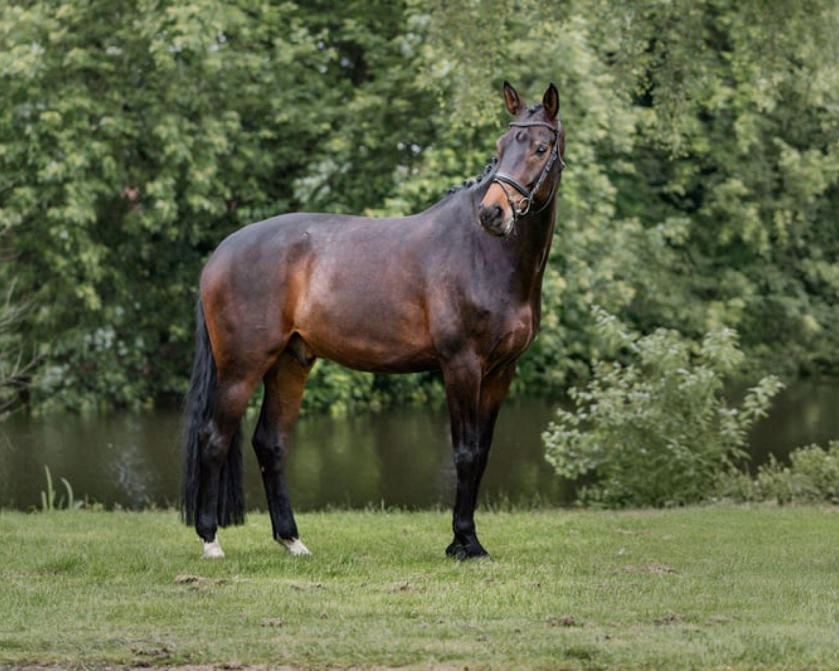 dressage horse Ferdinand B 4 (Westphalian, 2017, from Franziskus FRH)